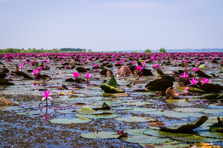 The sea of red lotus in upcountry Thailandの写真素材