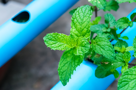 Green Peppermint trees planted by Hydroponic farmの写真素材