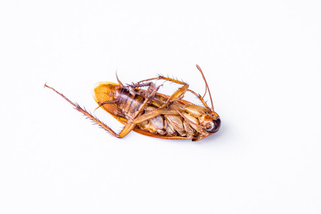 Dead cockroach isolated on a white background