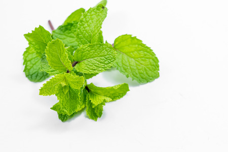 fresh peppermint isolated on a white background.