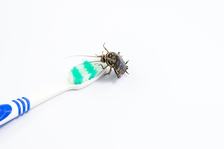 Cockroach on toothbrush isolated on white background.の写真素材