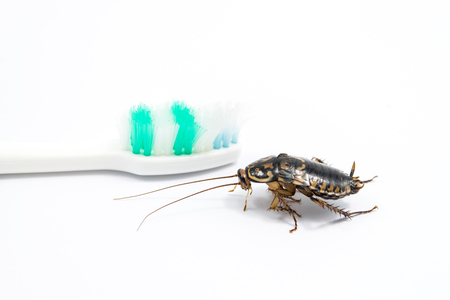 Cockroach on toothbrush isolated on white background.の写真素材