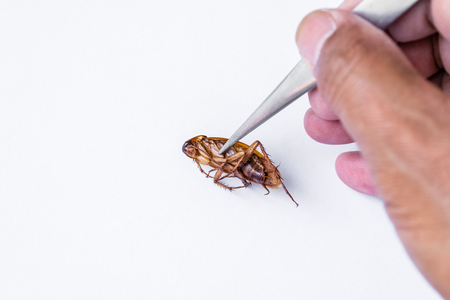 Dead cockroach isolated on a white background