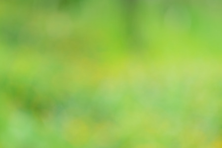 Abstract nature green backgroundの写真素材