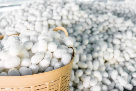 white silk cocoon with basket in farmの写真素材