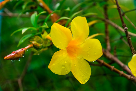 yellow allamanda flower with fresh green leaves in the garden and rain
