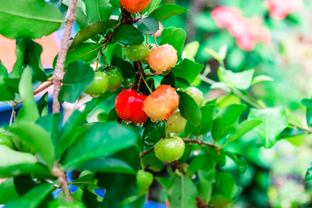 Barbados cherry, Ripe thai cherry on treeの写真素材