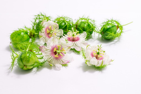 Fetid passionflowers with leaves isolated on white backgroundの写真素材