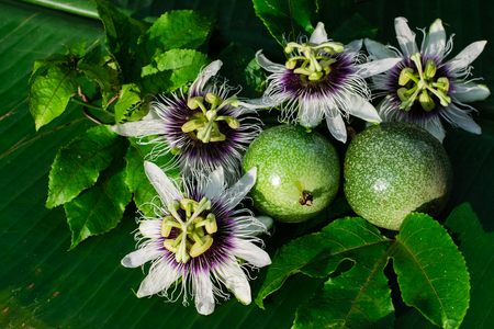 passion fruit flower on the banana leafの写真素材