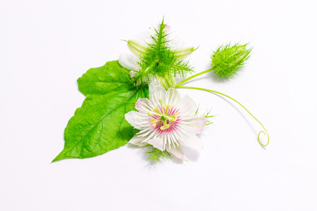 Fetid passionflowers with leaves isolated on white backgroundの写真素材
