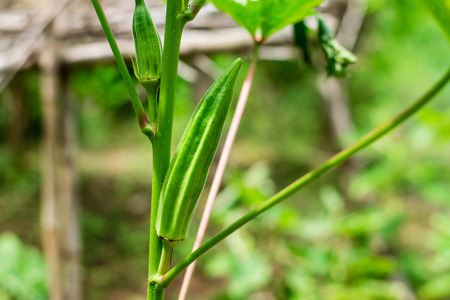 Green roselle on tree in natural backgroundの写真素材