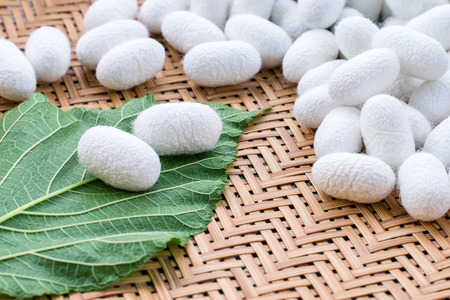 Silk cocoon on leaf mulberry on bamboo weaving in farmの写真素材