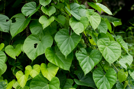 Leaves and vines Tinospora cordifolia tree in the gardenの写真素材