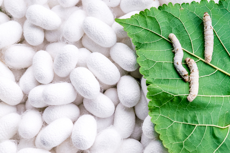 Silk cocoon with pupa on leaf mulberry in farm