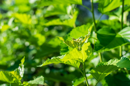 Mulberry trees field growing for silkworm rearing in Thailand