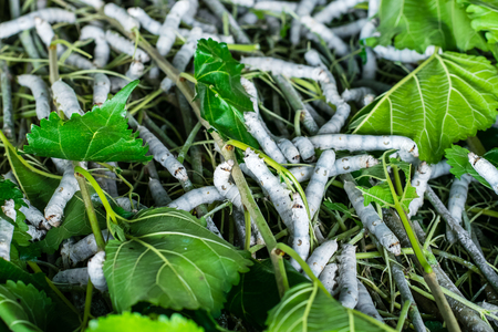 silkworm eating leaf mulberry in farmの写真素材