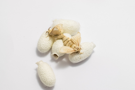 silkworm moth with Silk Cocoon isolated on white backgroundの写真素材