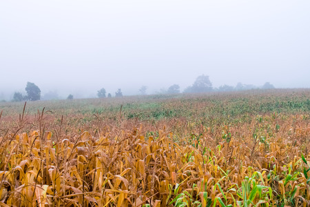Fog in the rain on corn field.の写真素材