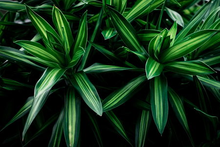 Green leaves pattern background, leaf nature dark green background.の写真素材
