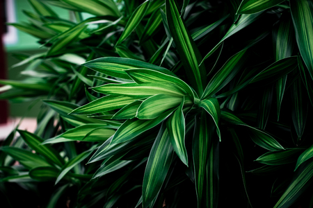 Green leaves pattern background, leaf nature dark green background.の写真素材