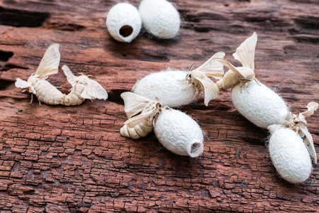 silkworm moth with Silk Cocoon on an old wood background.の写真素材
