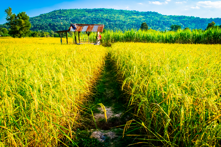 rice yellow gold with small cottage in Thailandの写真素材