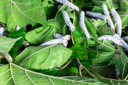 silkworm eating leaf mulberry in farmの写真素材