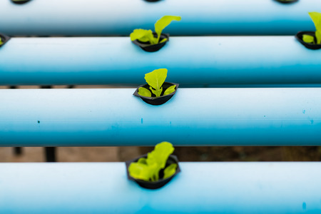 Young salad lettuce. Hydroponic farming.の写真素材