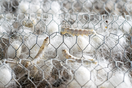 white silk cocoon with silk worm in farmの写真素材
