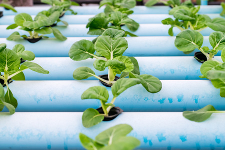 Bok Choy White Vegetables in Hydroponics Farm