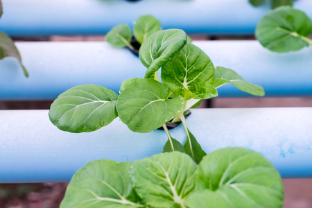Bok Choy White Vegetables in Hydroponics
 Farmの写真素材