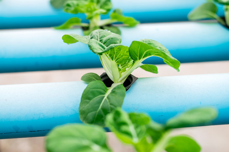 Bok Choy White Vegetables in Hydroponics
 Farmの写真素材