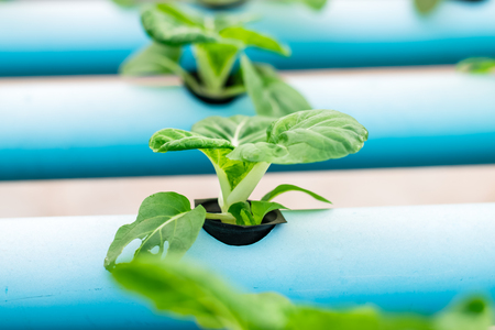 Bok Choy White Vegetables in Hydroponics
 Farmの写真素材