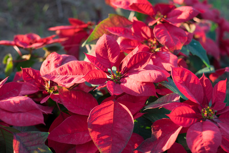 Christmas flower poinsettia in the garden to welcome Christmas Day,の写真素材