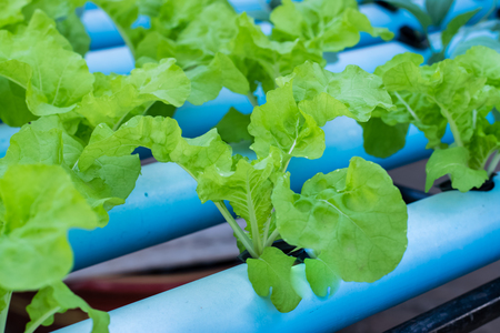 White cabbage (Tokyo Bekana),Vegetable salad in Hydroponics
 Farmの写真素材