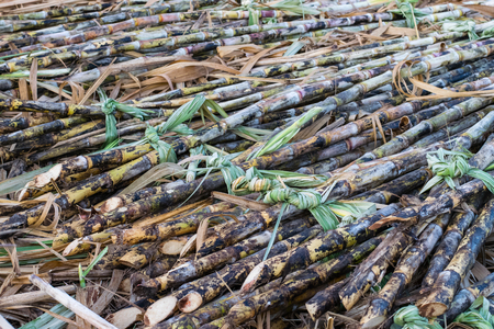 Sugarcane fields harvested in Thailandの写真素材