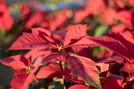 Christmas flower poinsettia in the garden to welcome Christmas Day,の写真素材