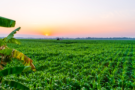 Beautiful morning sunrise over the corn fieldの写真素材