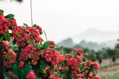 Euphorbia Milii flower blooming with natural fog in the gardenの写真素材