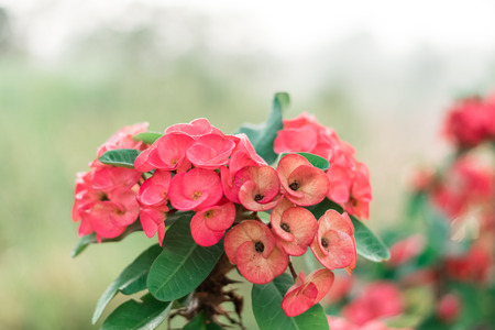 Euphorbia Milii flower blooming with natural fog in the garden