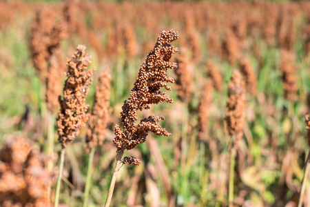 Sorghum grains growing in fields ready for harvestの写真素材