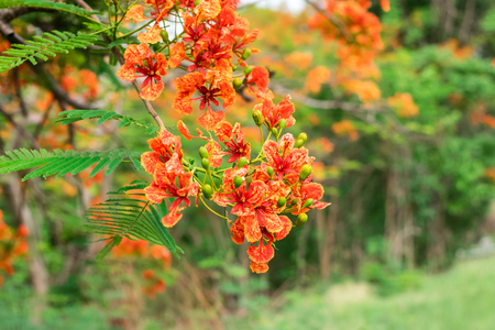 Blossom Royal Poinciana or Flamboyant (Delonix regia) flowers on tree in nature garden Thailand,の写真素材