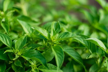 Fresh Hoary Basil or Thai Lemon Basil.Basil is ingredient of Thai food, herbs.