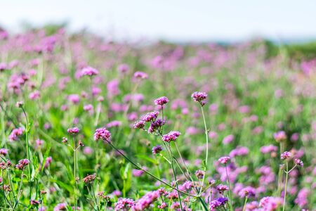 Violet verbena flowers in garden on nature backgroundの写真素材
