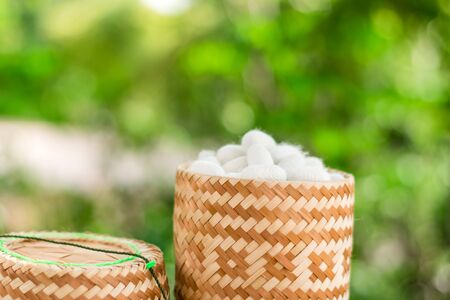 White silk cocoon in Kratib glutinous rice on nature backgroundの写真素材