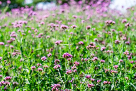 Violet verbena flowers in garden on nature backgroundの写真素材