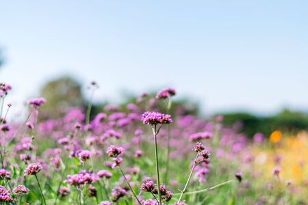 Violet verbena flowers in garden on nature backgroundの写真素材