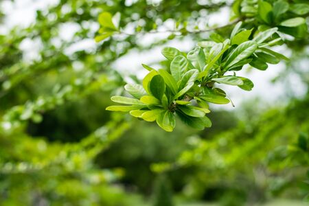 Green leaves of the Calabash Tree in the parkの写真素材
