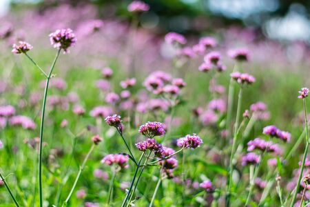 Violet verbena flowers in garden on nature backgroundの写真素材