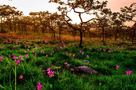 Sunset on Field Siam Tulip Flowers in National Park.の写真素材